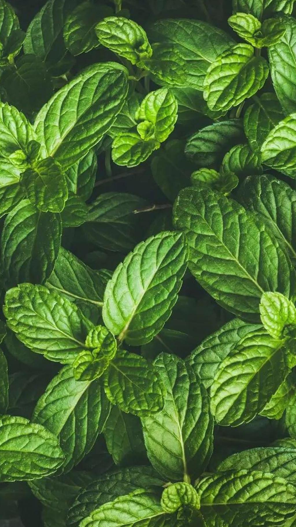 清新护眼植物,高清图片,手机锁屏桌面-壁纸族