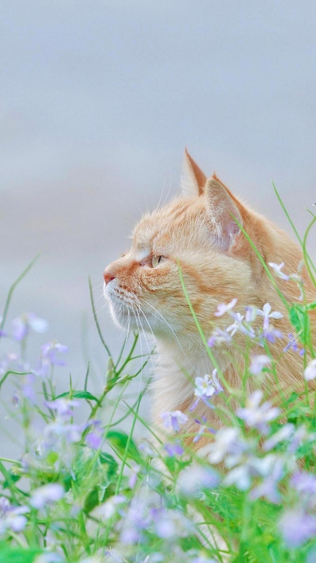 可爱喵星人户外迷人写真