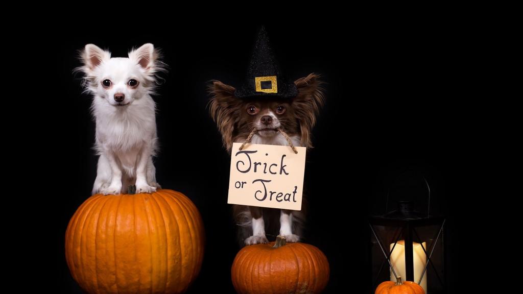 万圣节的萌宠们