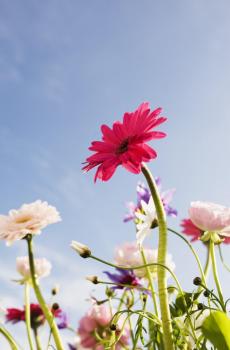 小雏菊清新摄影iphone壁纸-3