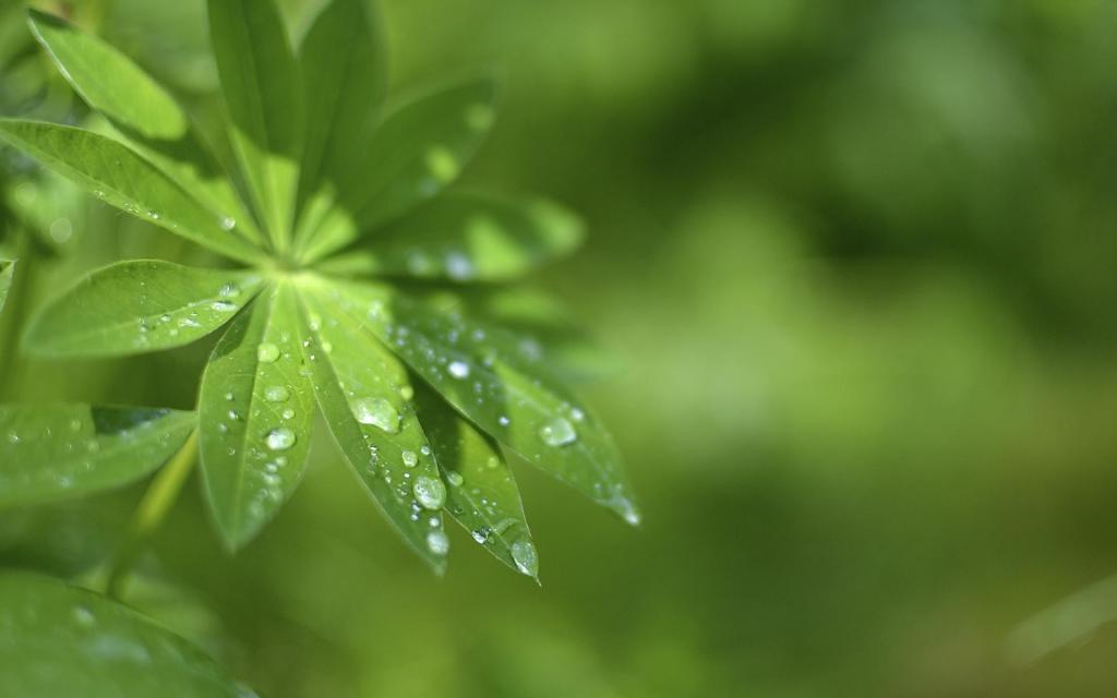 晶莹剔透的唯美露珠