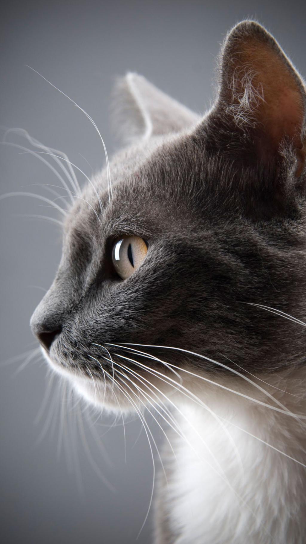 可爱萌宠小猫咪