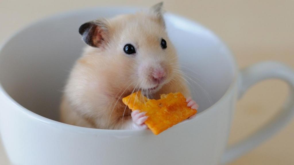 淘气可爱的小仓鼠