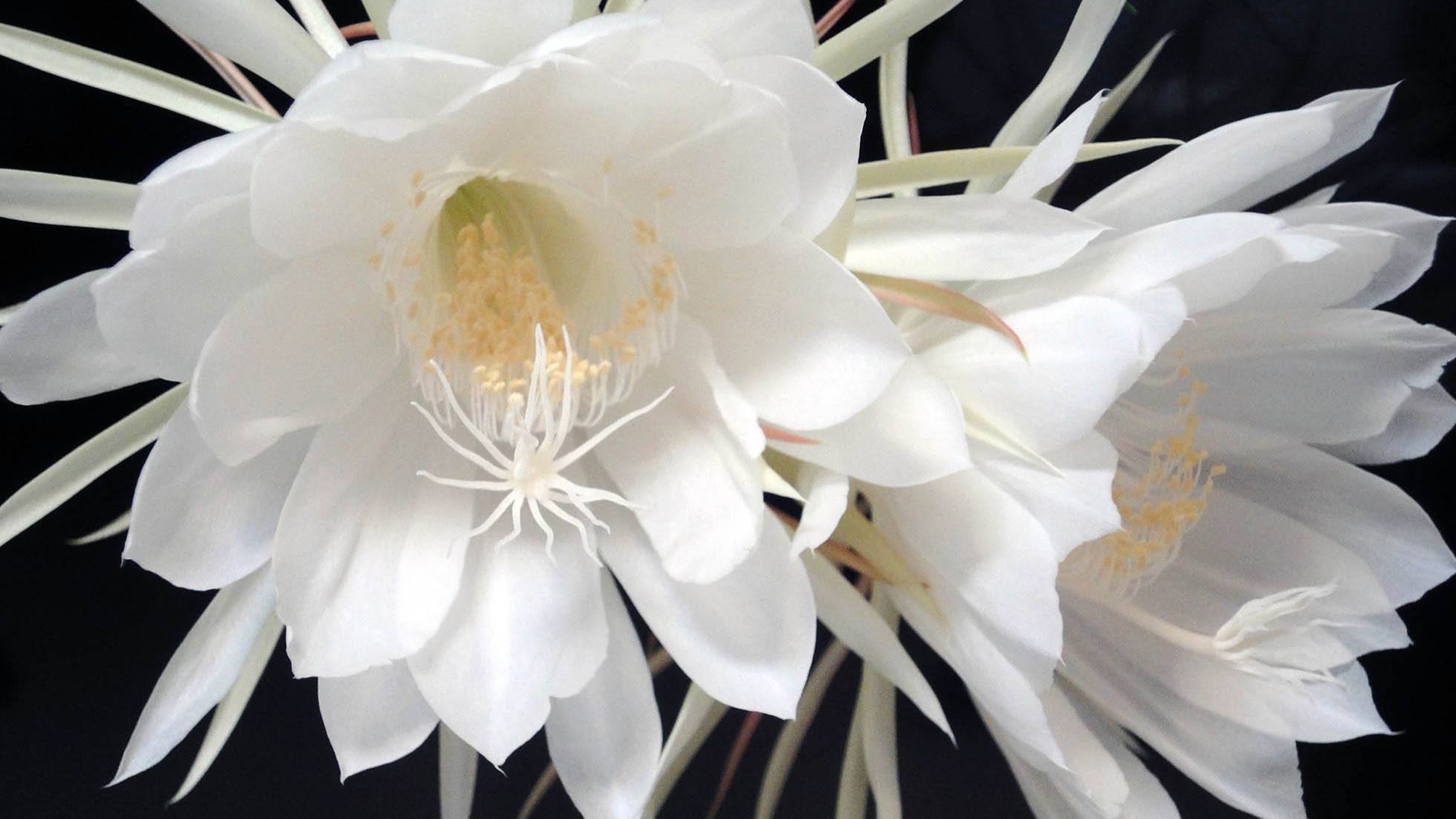 娇丽的昙花,高清图片,电脑桌面-壁纸族