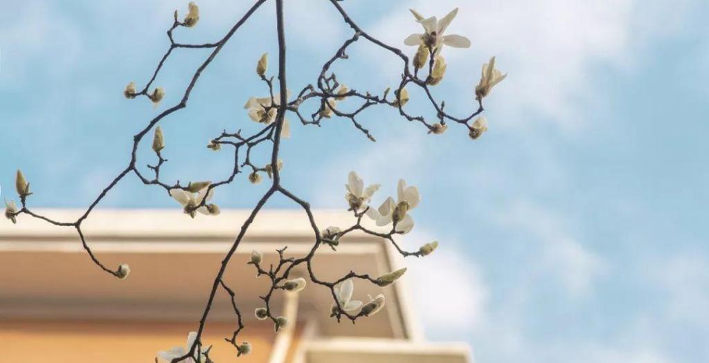 疫情过后的春暖花开