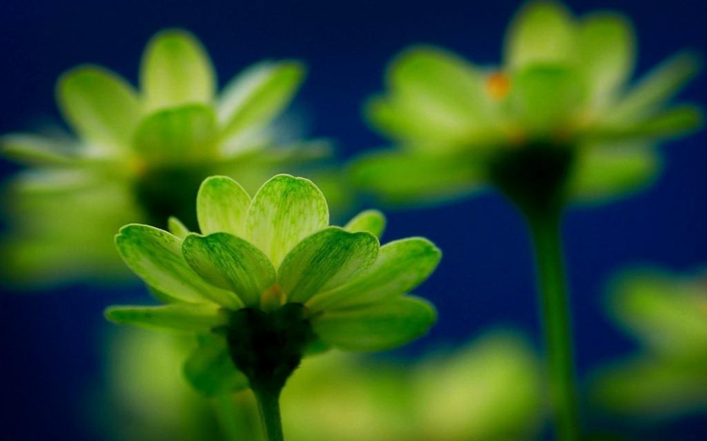 肉肉植物特写图片