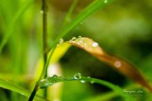 植物花卉上的小水珠