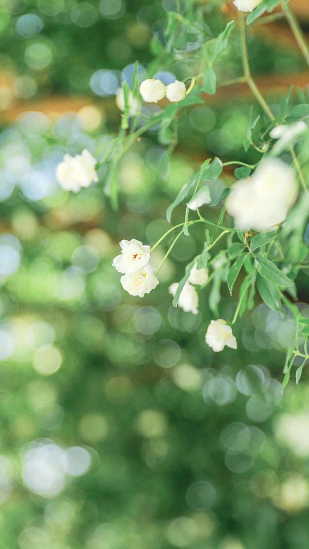 夏日小清新美丽风景