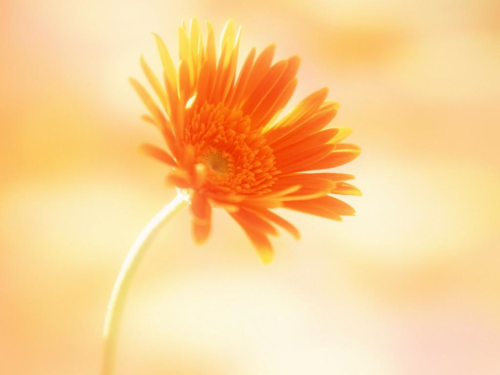五颜六色鲜菊花