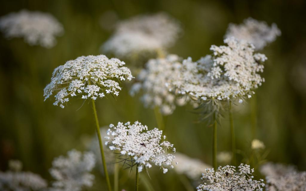 如此好看的野胡萝卜花