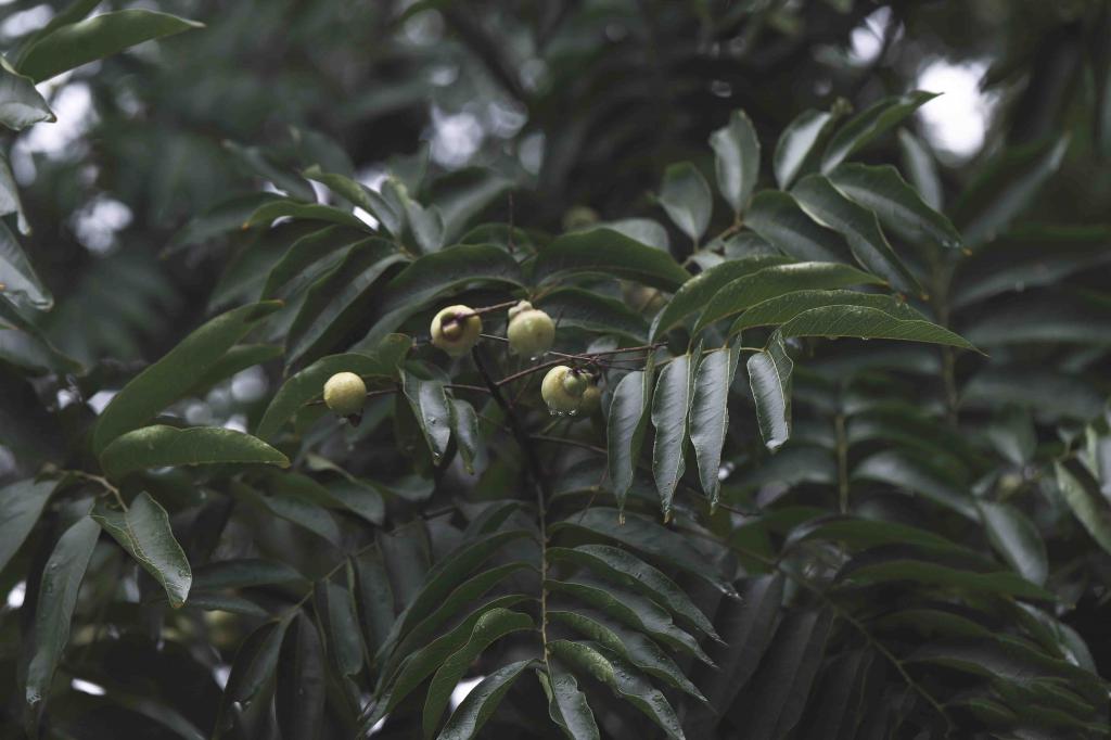 微凉秋意唯美无患子迷人风光