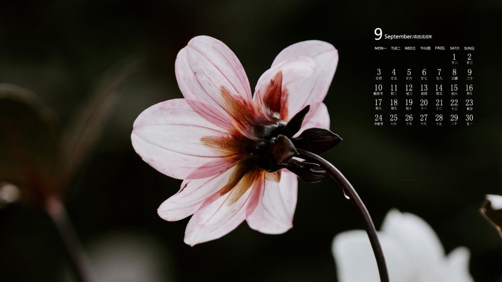 2018年9月四季花卉唯美图片日历