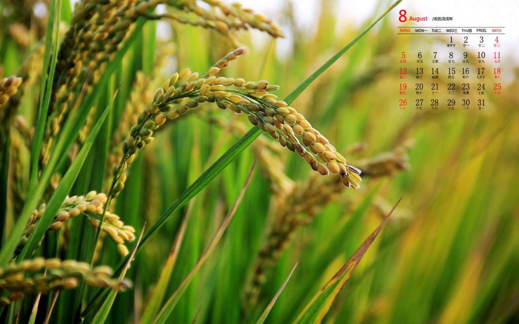 2018年8月粒粒饱满的麦穗儿日历