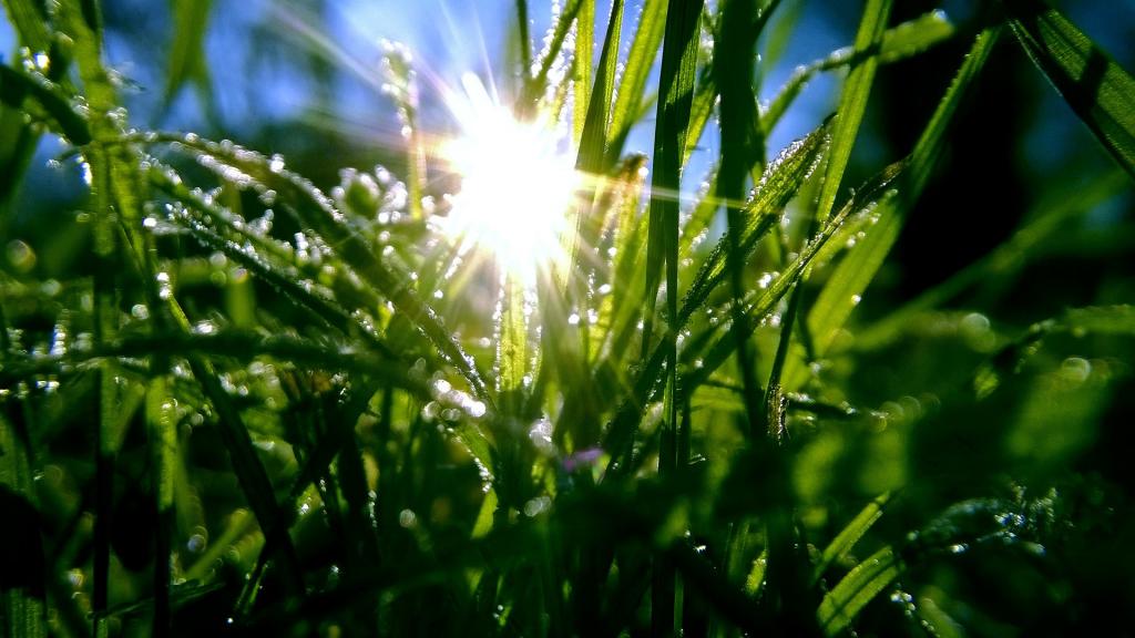 春天的一滴露水