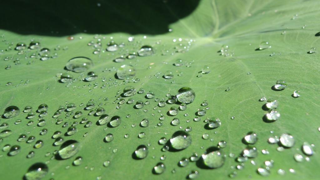 荷叶上的水珠露珠