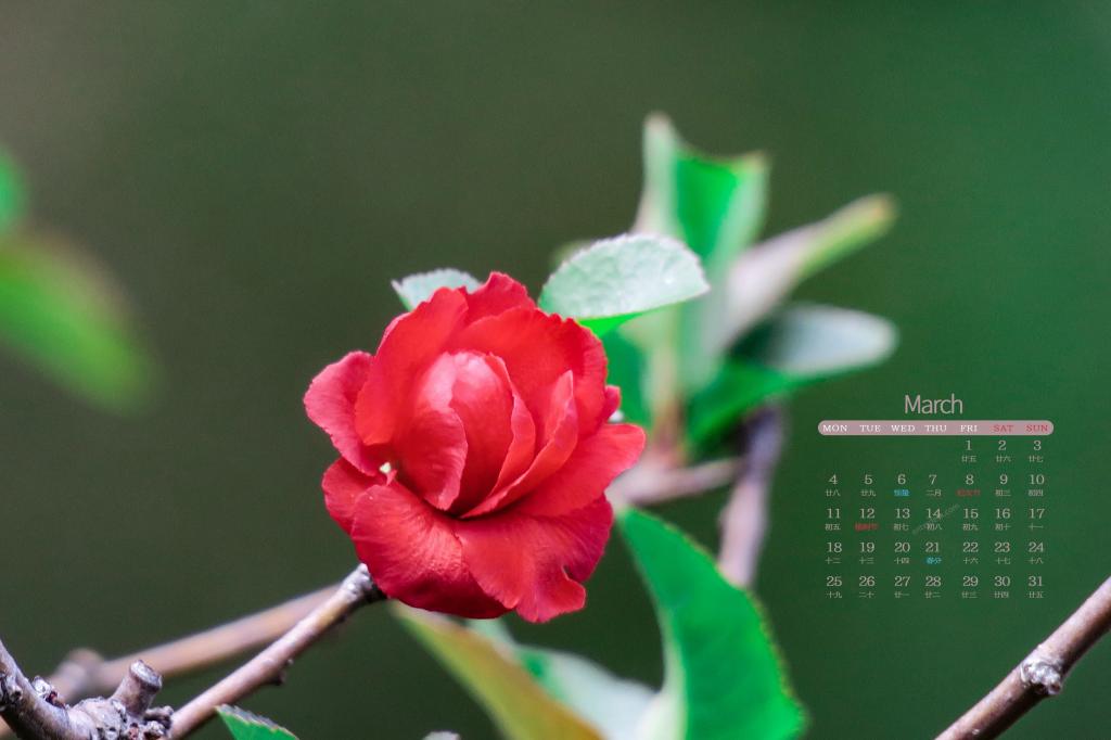 2019年3月春天里争艳的花儿日历