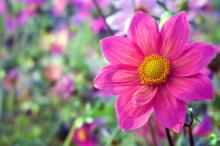 花中之王大丽花