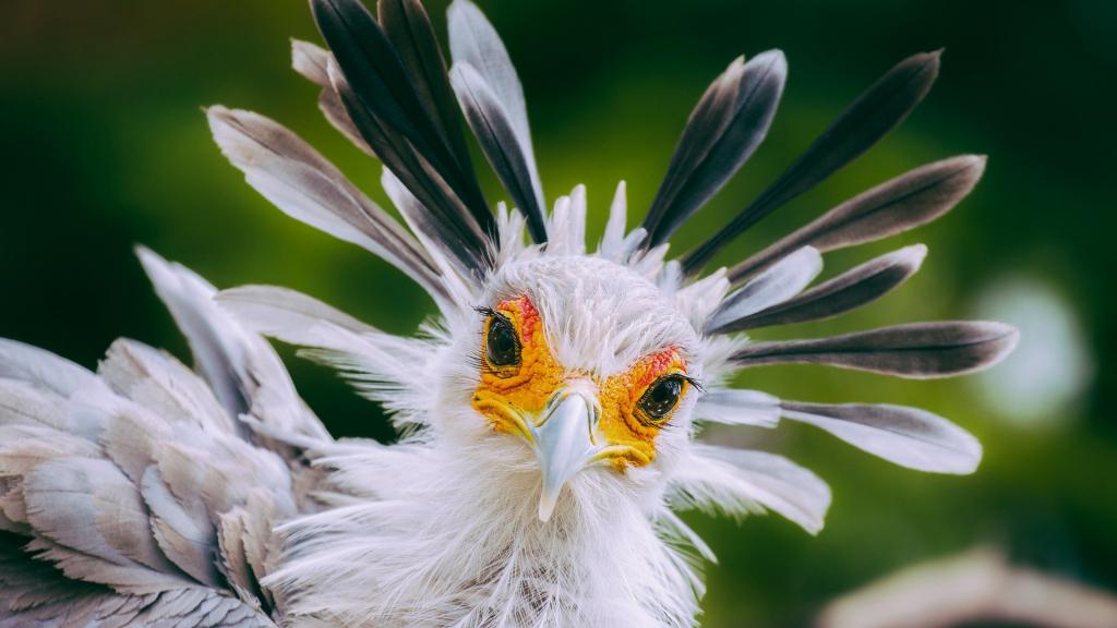 大型陆栖猛禽蛇鹫