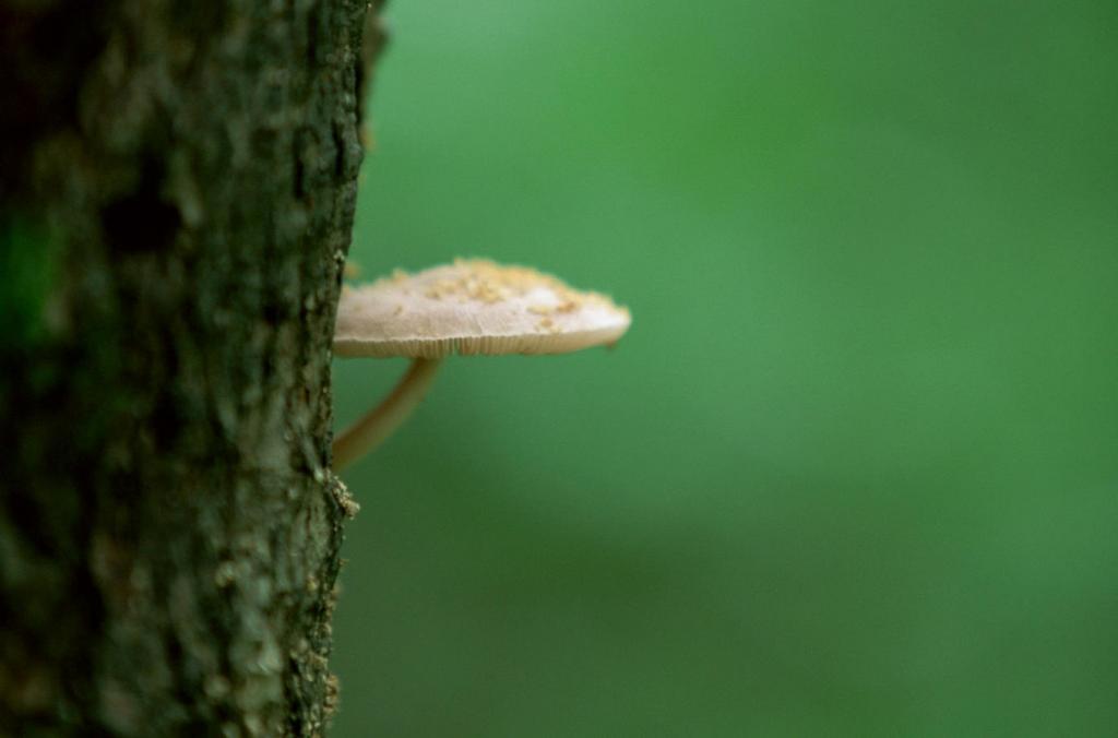 野生菌类蘑菇