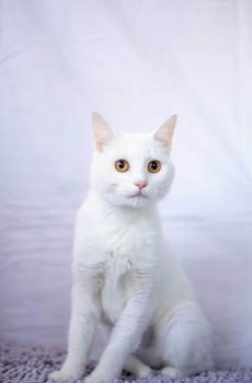 治愈系超呆萌的小猫咪-5