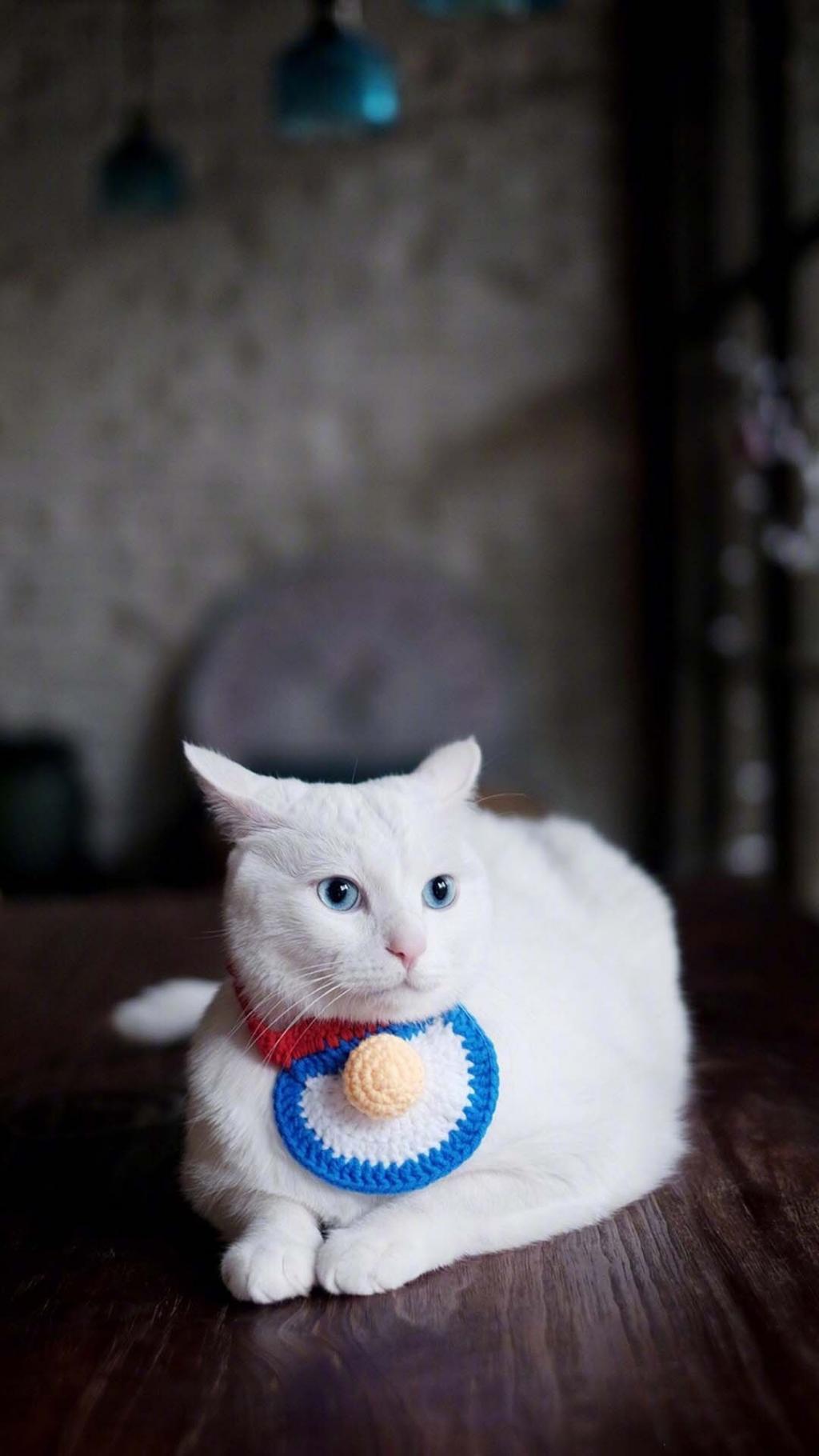 可爱萌宠喵星人