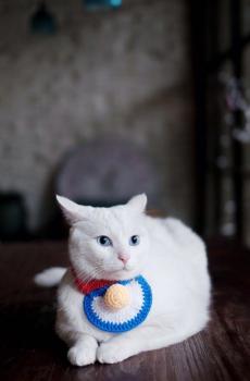 可爱萌宠喵星人-4