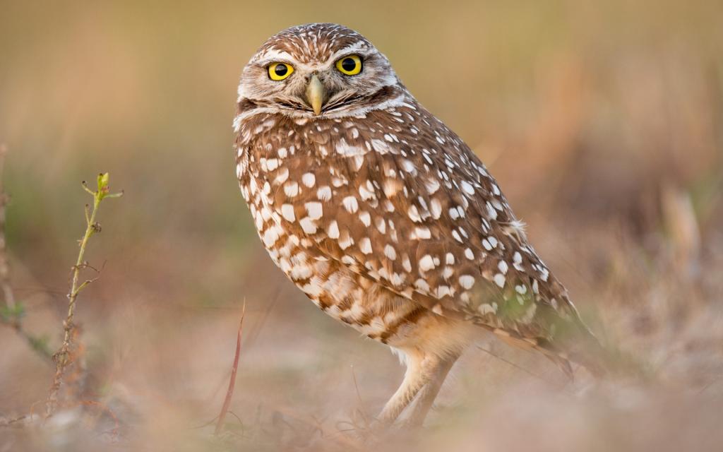 猫头鹰可爱呆萌写真