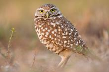 猫头鹰可爱呆萌写真