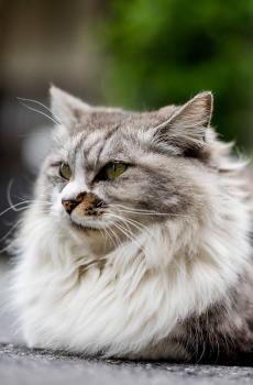 日本街头猫咪写真-4