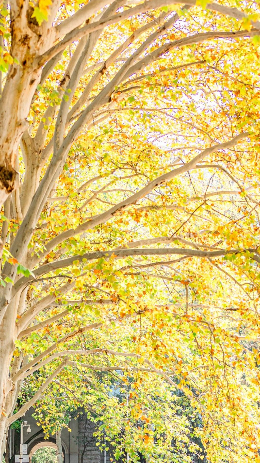 秋季树木清新养眼摄影