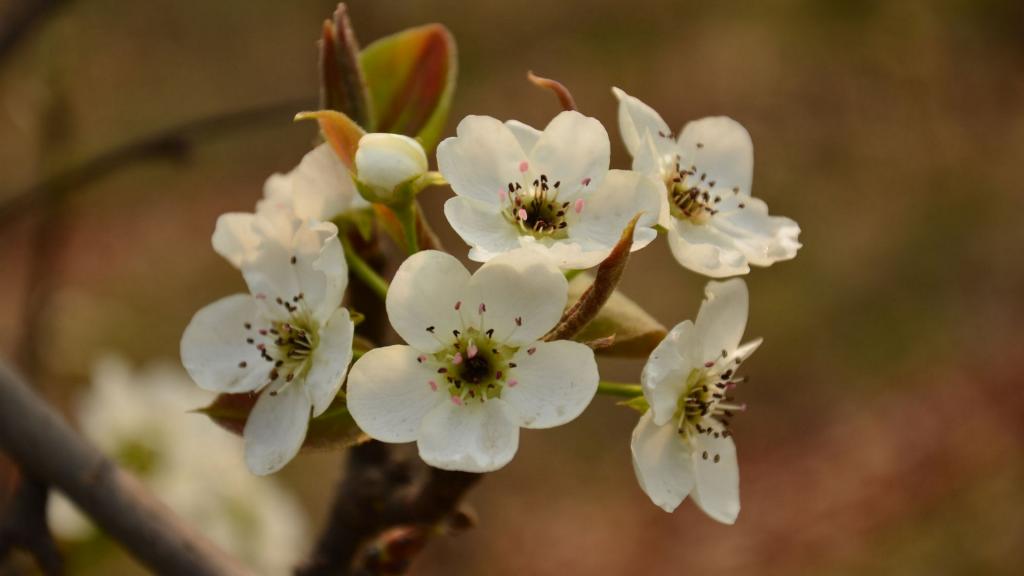 洁白如雪的梨花