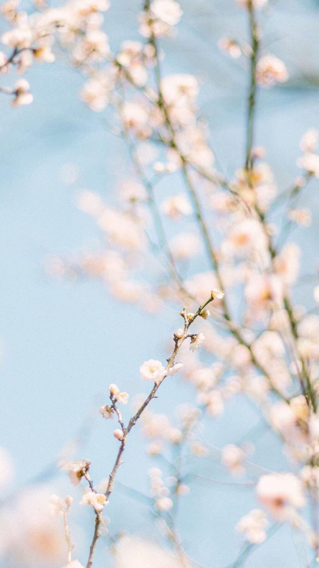 春季清新唯美花卉