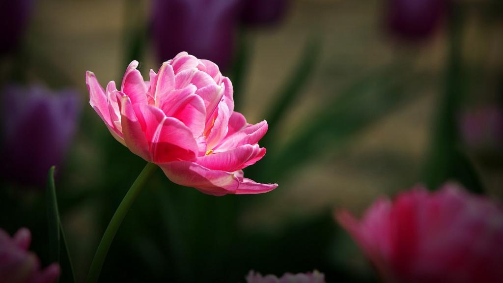 多彩颜色郁金香