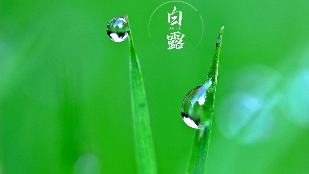 清新护眼的24时节白露