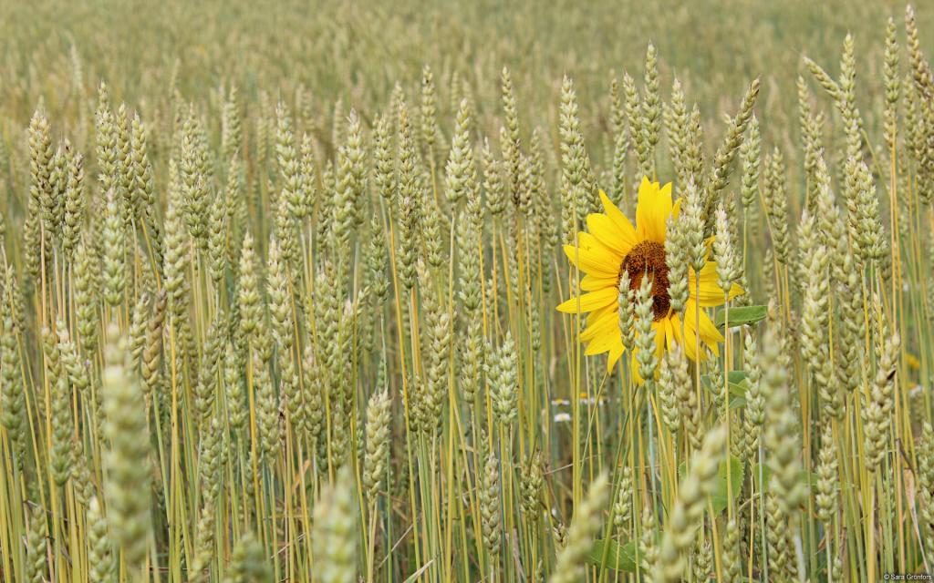 大自然的声音花蕾花瓣图片