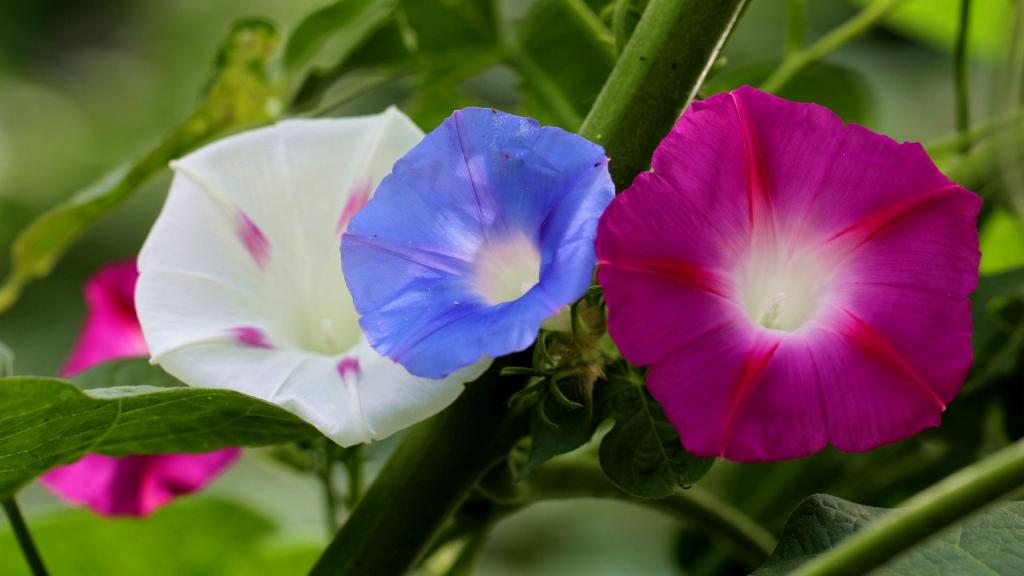 各色各样的牵牛花
