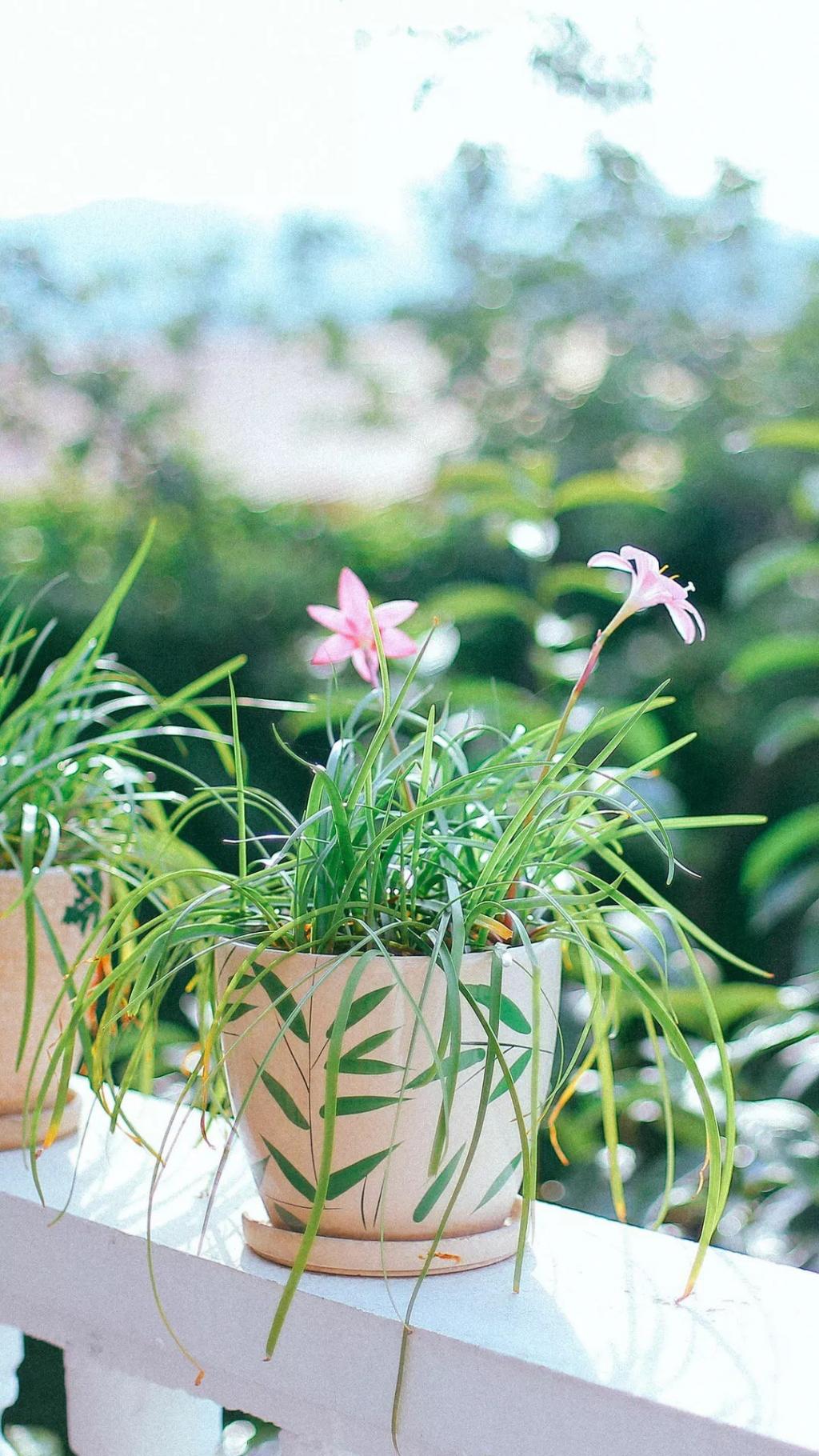 清新护眼的绿色花卉