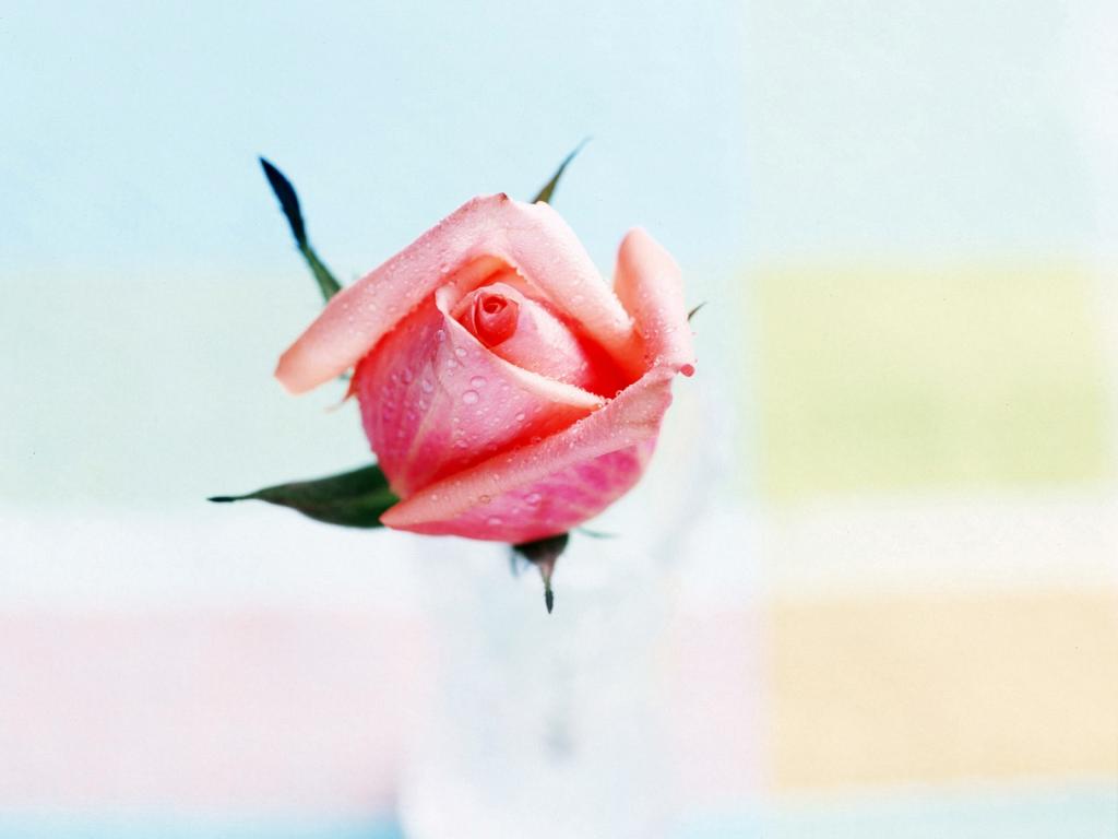 绚丽鲜花特写