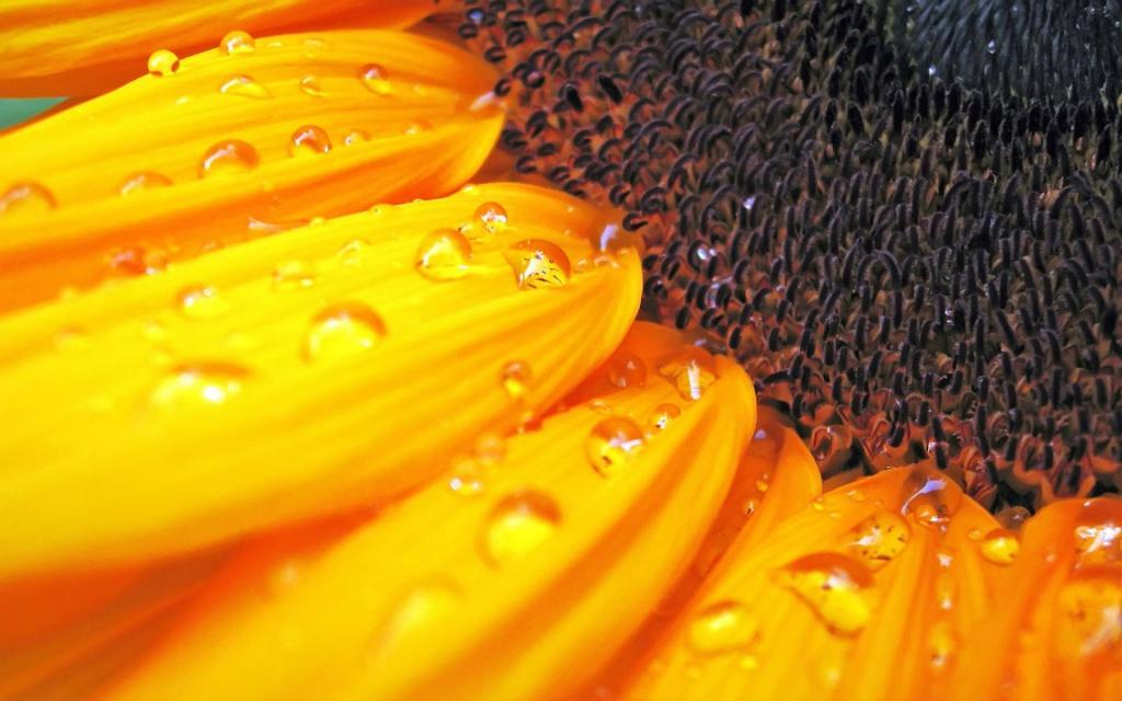 唯美好看的向日葵