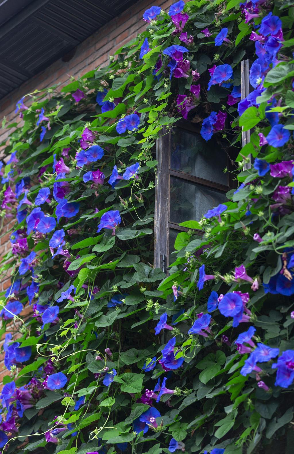 南京古城唯美牵牛花随拍