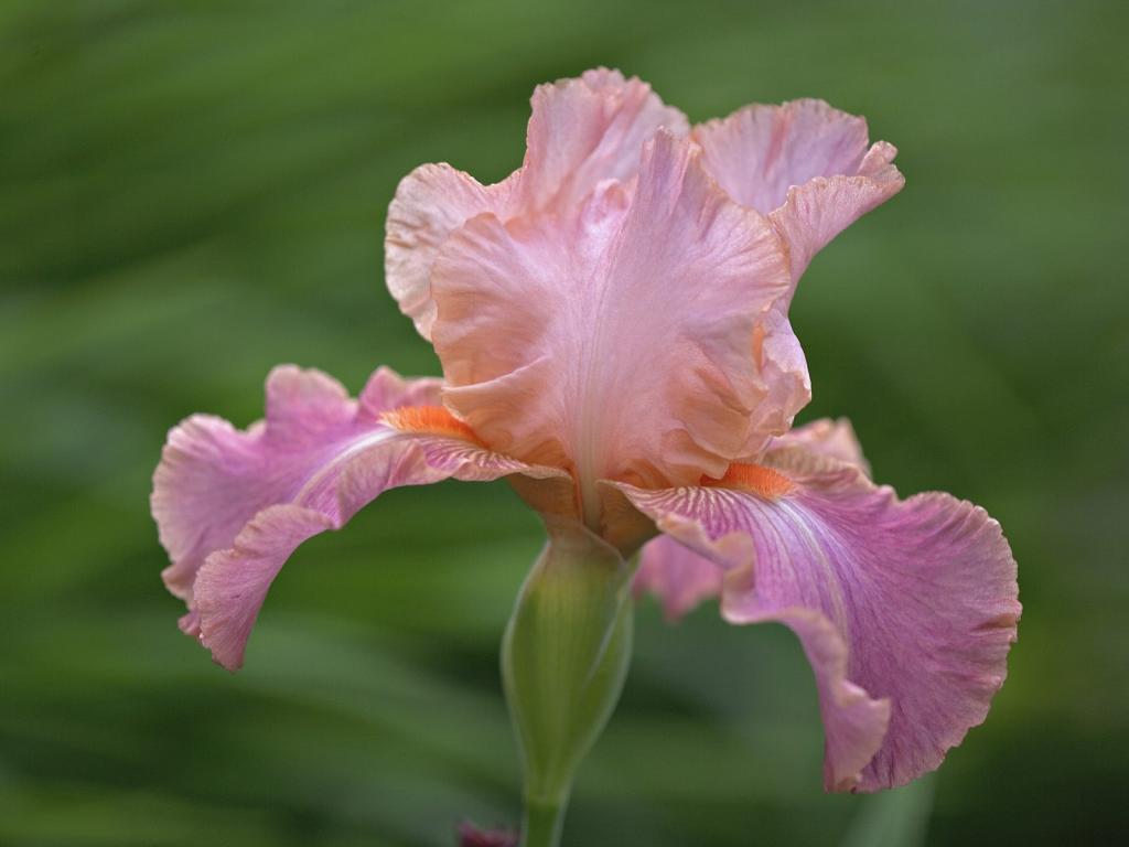 落英缤纷鲜花