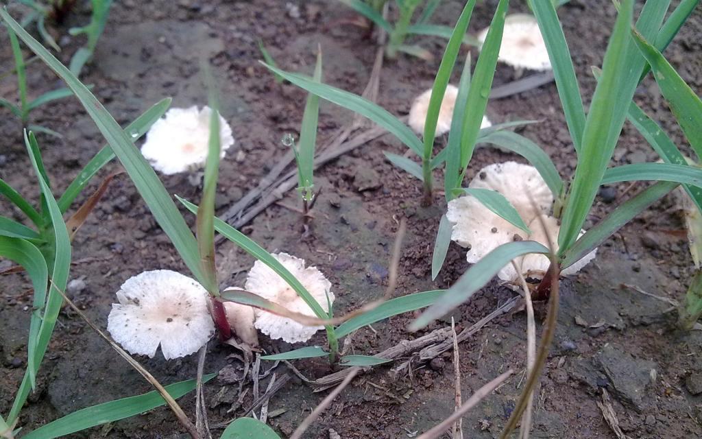 野生菌类蘑菇