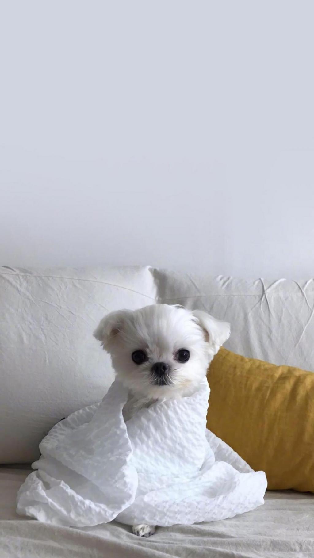 呆萌又搞怪的玛尔基斯犬