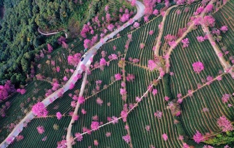 云南冬樱美如画