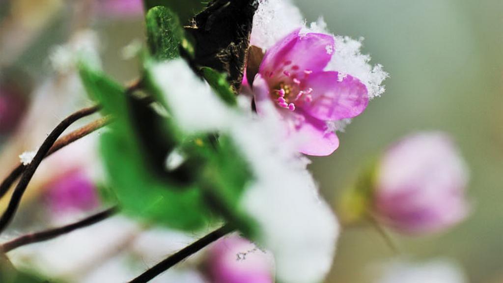 雪割草花语