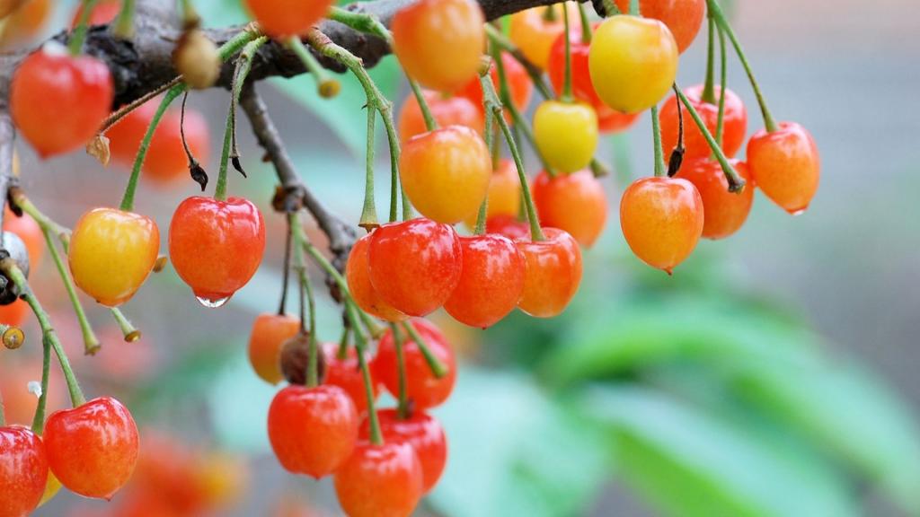 雨后诱人的樱桃