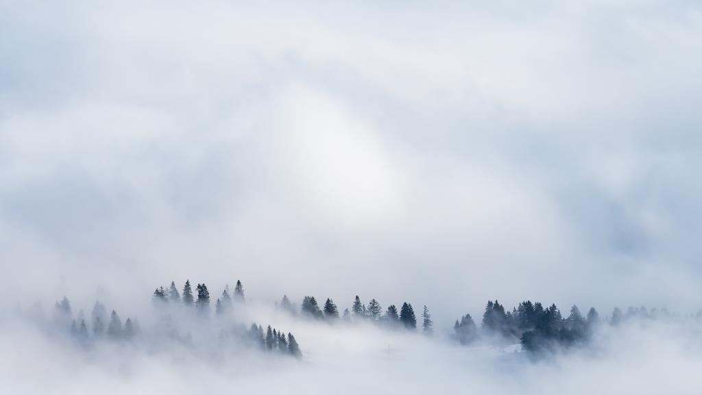 迷人的晨雾美如仙境