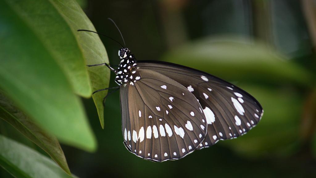 黑蝴蝶唯美写真