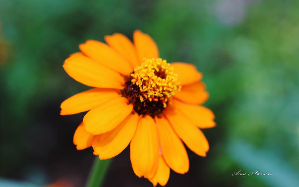 植物园花卉图片