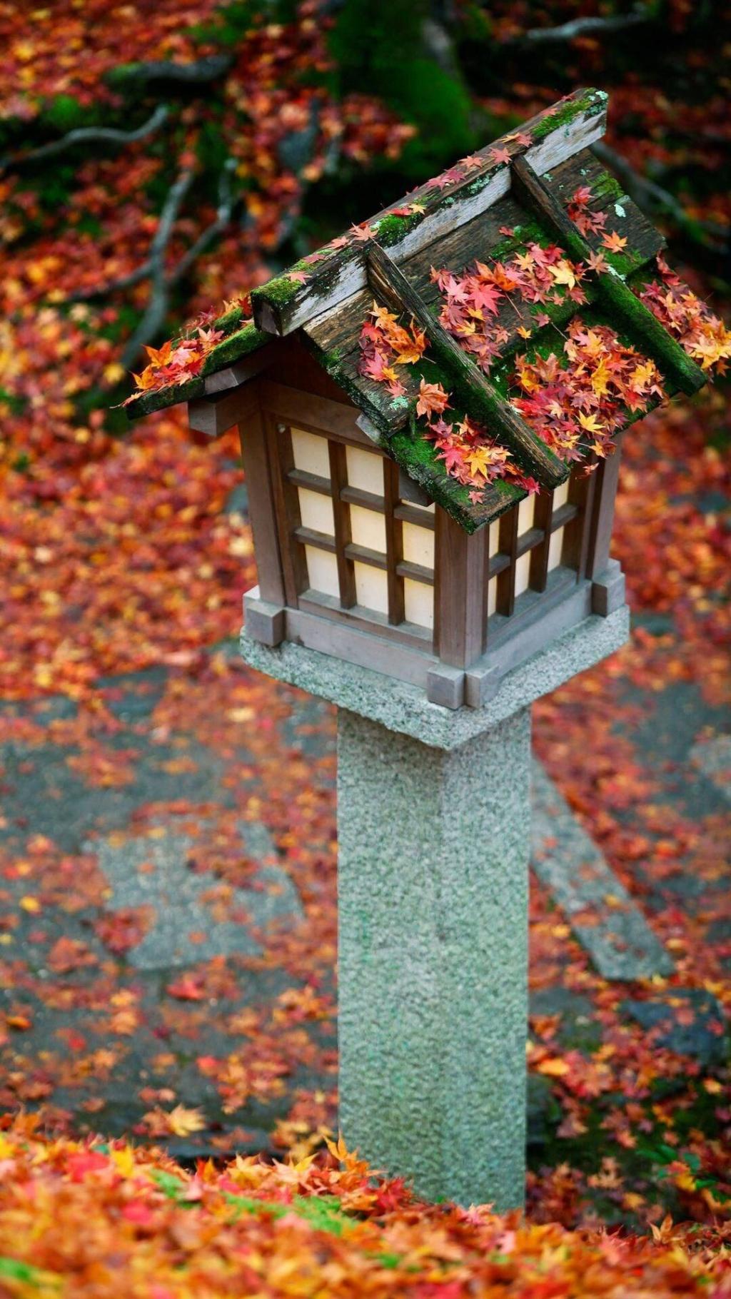 日本秋季枫叶高清摄影